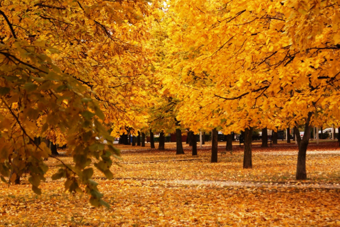 Kecskemét Széchenyiváros ősz